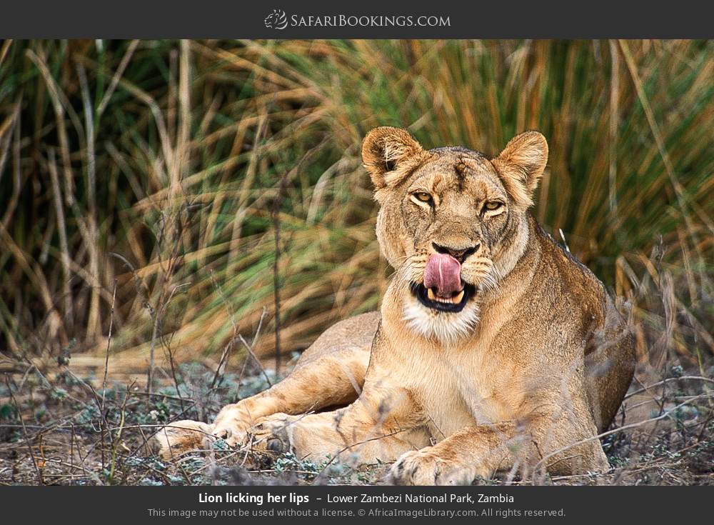 Lower_Zambezi_National_Park_003