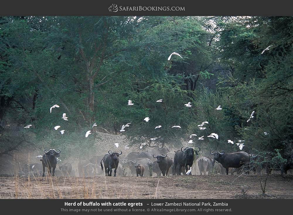 Lower_Zambezi_National_Park_016