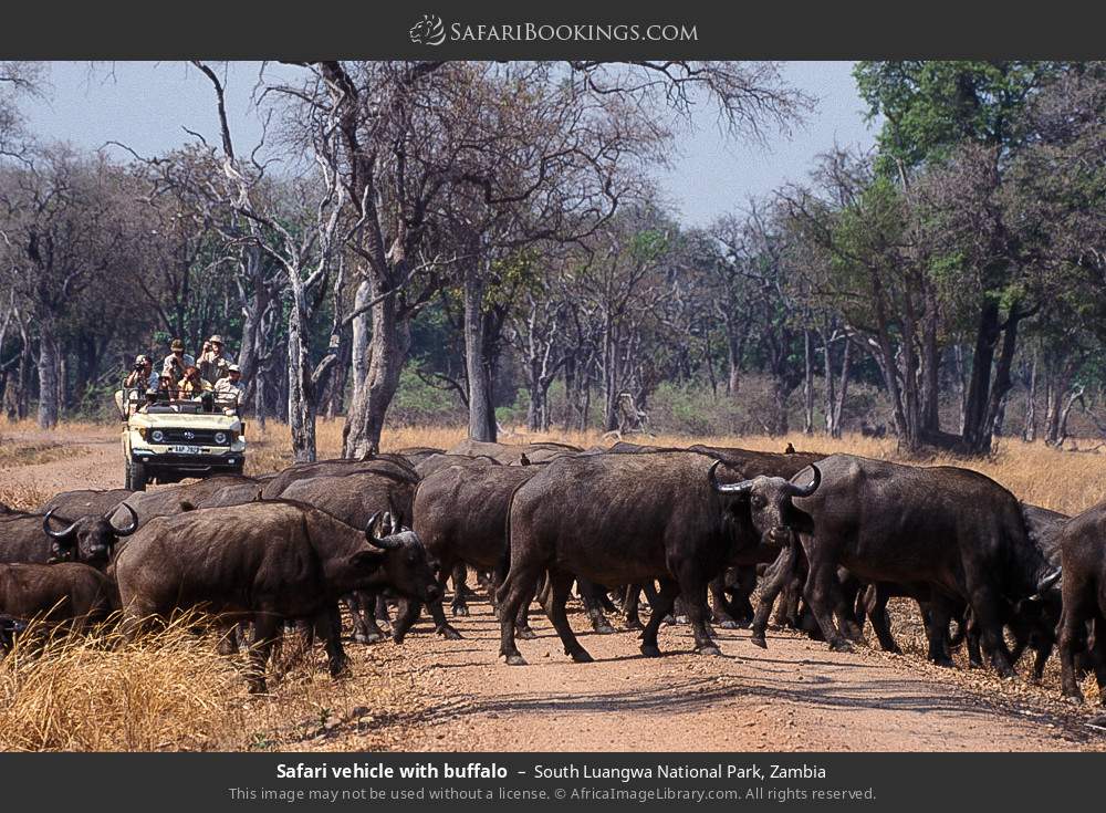 South_Luangwa_National_Park_005