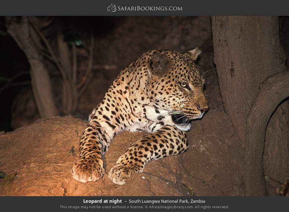 South_Luangwa_National_Park_016