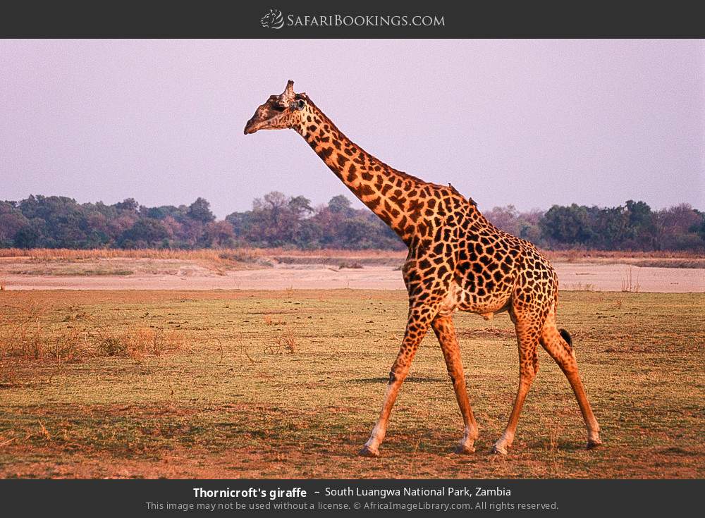 South_Luangwa_National_Park_018