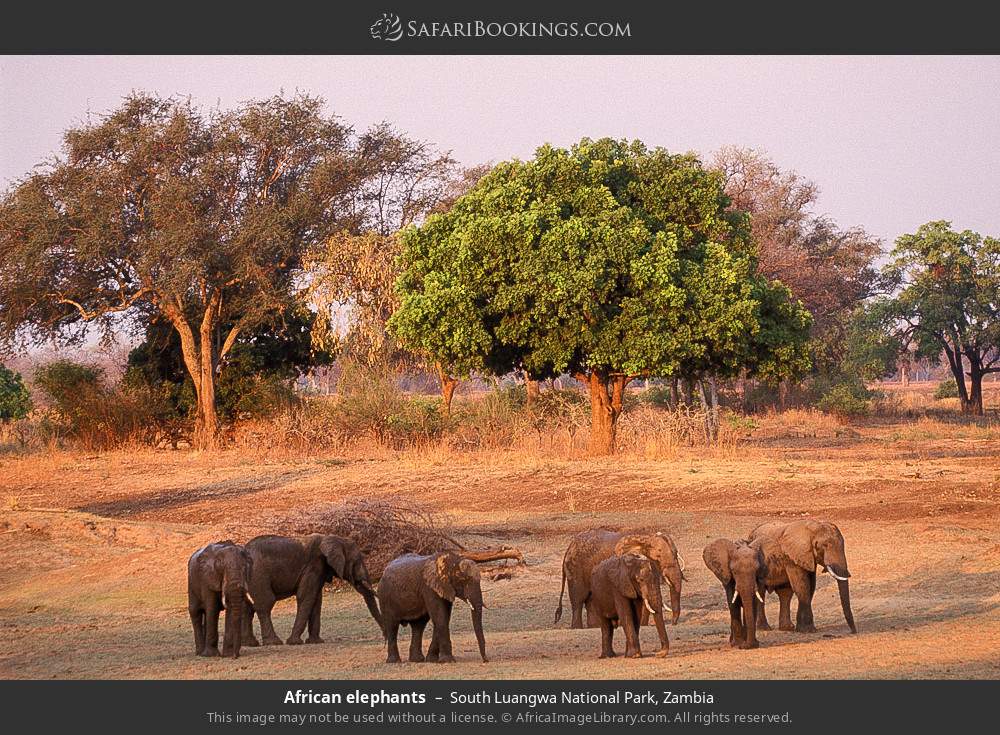 South_Luangwa_National_Park_021