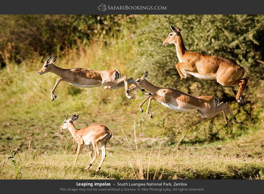 South_Luangwa_National_Park_033