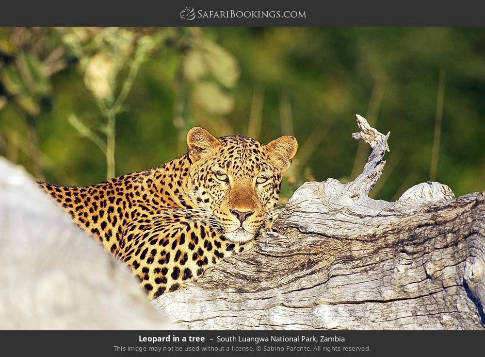 South_Luangwa_National_Park_036