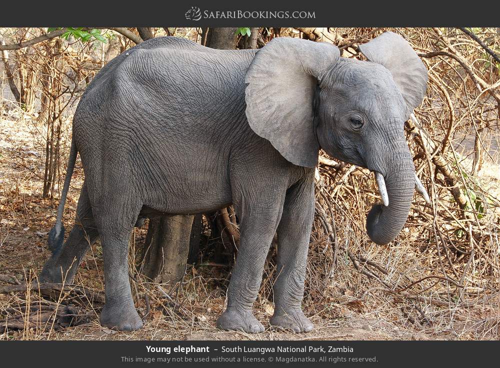 South_Luangwa_National_Park_047