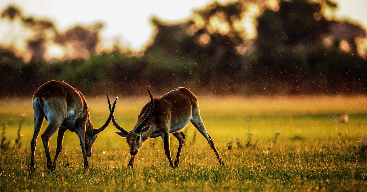 Exploring the Wonders of a Safari in Zambia